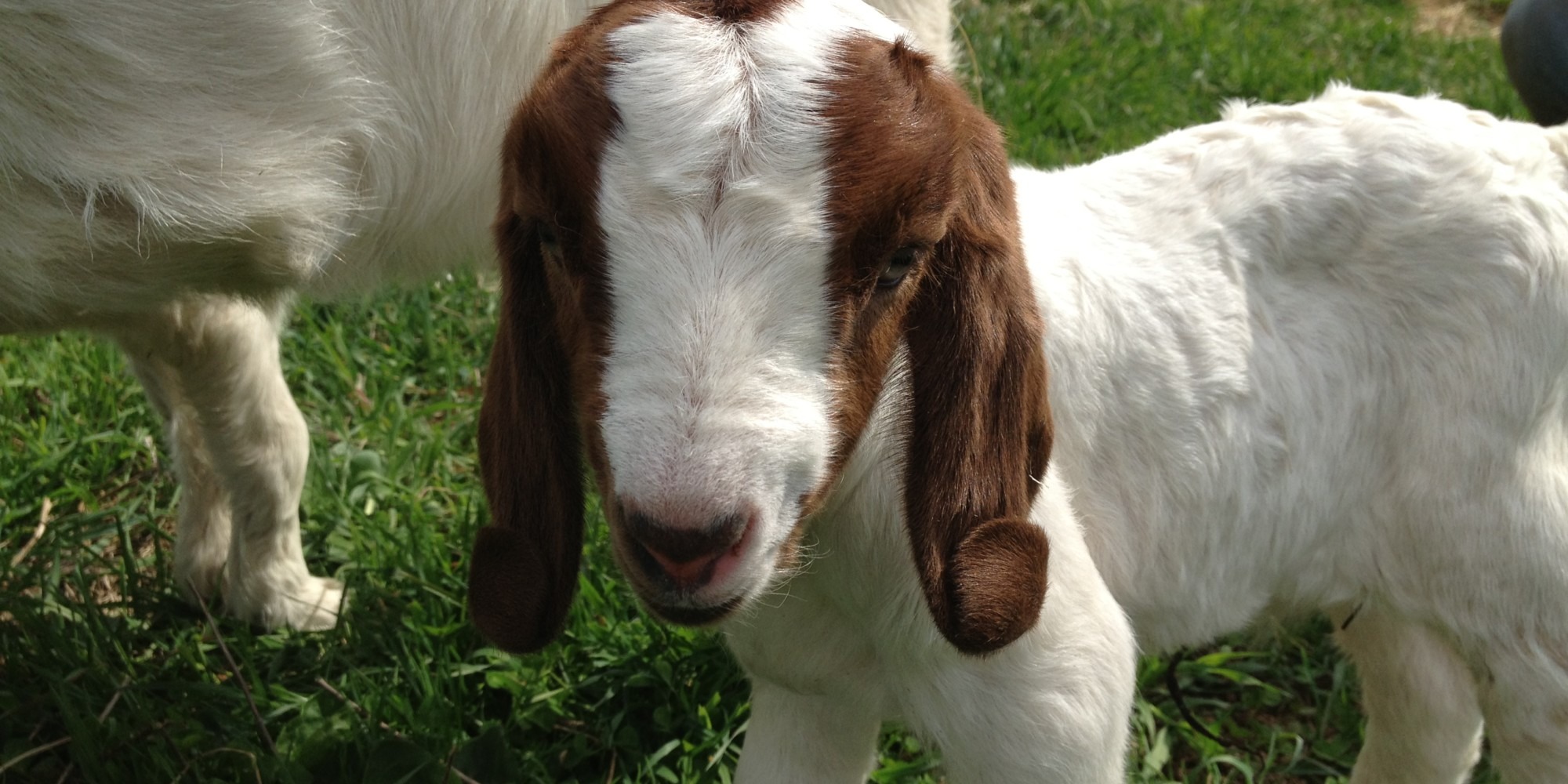 Curious young goat with distinctive brown and white markings stands in a grassy field, showcasing its friendly demeanor and playfulness.