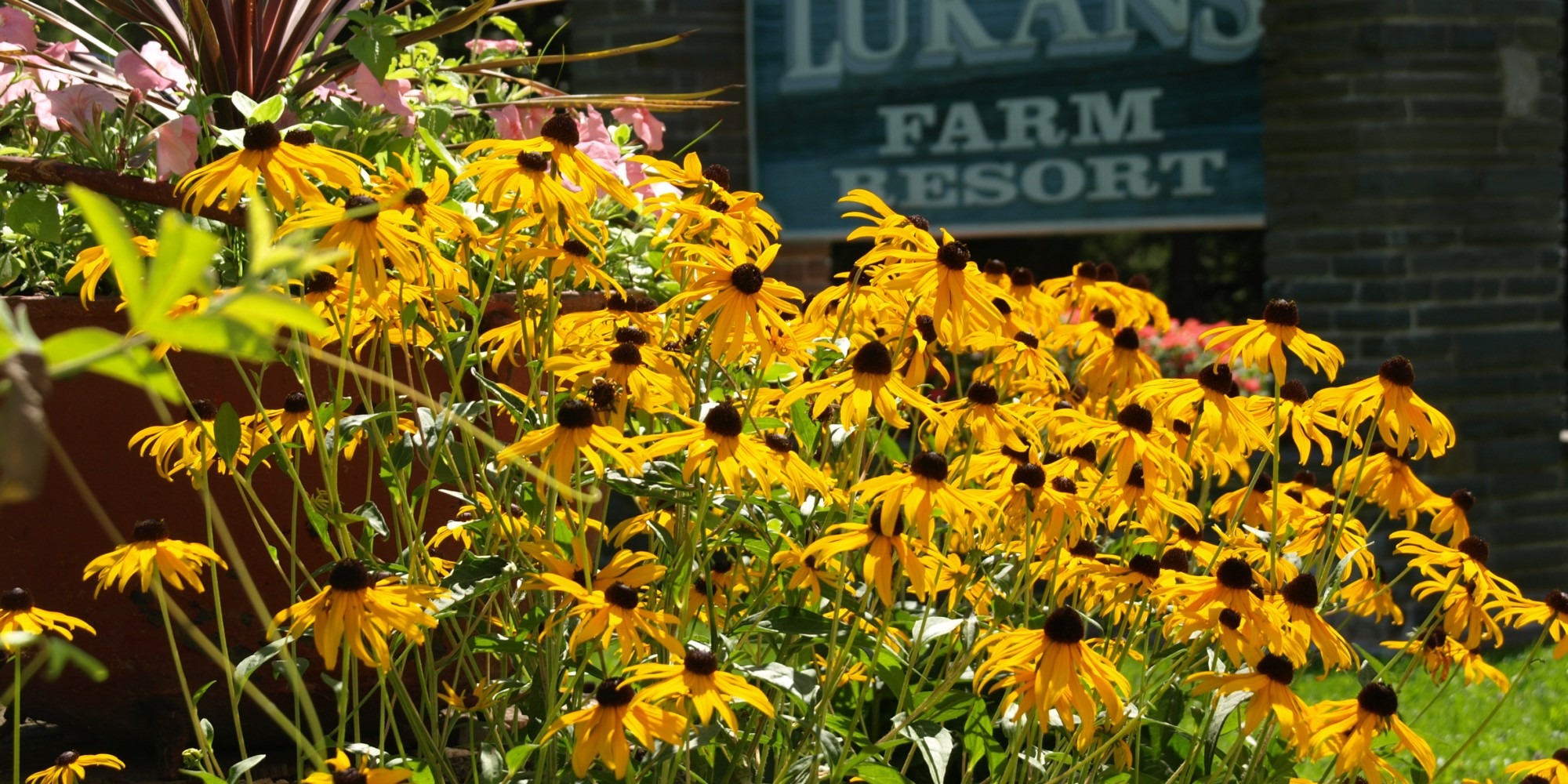 Vibrant yellow black-eyed Susans bloom in a garden, enhancing the entrance to Luka’s Farm Resort, surrounded by colorful flowers.